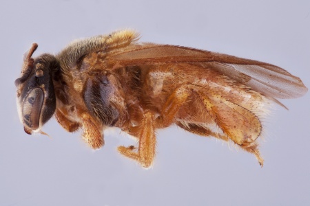[Trichotrigona female (lateral/side view) thumbnail]